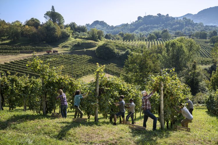 Un momento della vendemmia sulle colline dell'