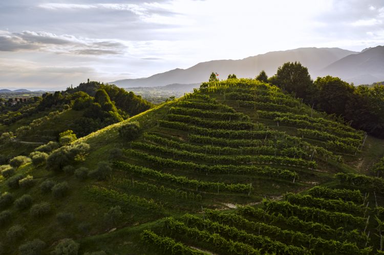 Le colline e i vigneti dell'Asolo Montello