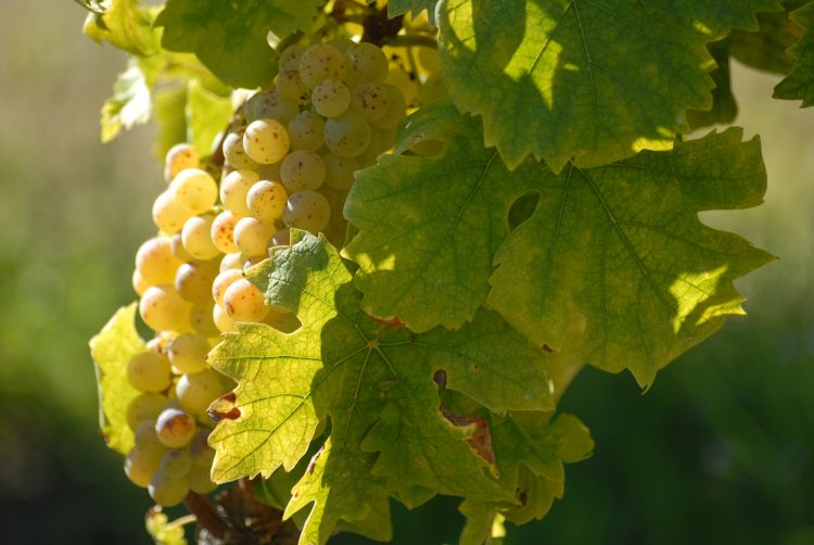 Un grappolo di Moscato d'Asti