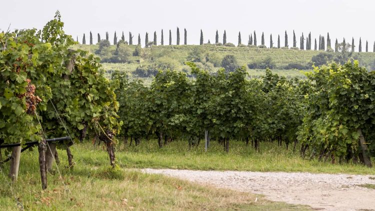 Alcuni vigenti nella zona di Sommacampagna