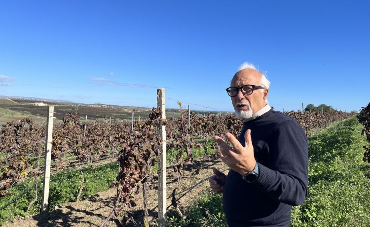 Corrado Gurreri nei vigneti di Tenuta La Favola
