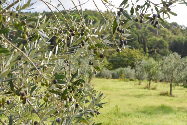 Foto a cura di Marco Badiani
