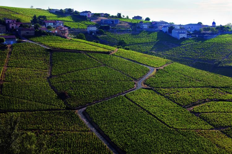 Un'immagine dei vigneti di Bourgogne
