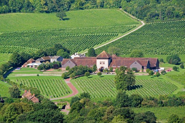Vigneti in Gran Bretagna: qui siamo nel Surrey, ne