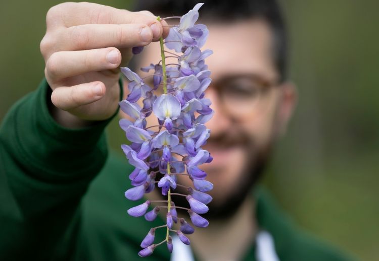 Domenico Marotta e la natura, un processo di simbi