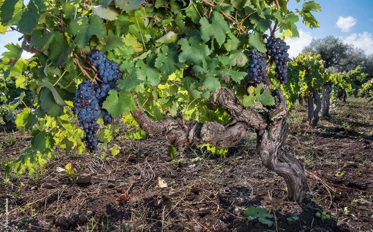 Un particolare delle vigne
