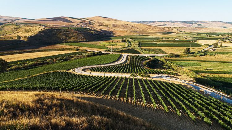 I vigneti della zona&nbsp;
