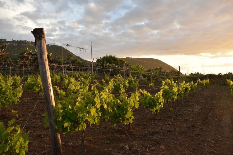 Vigneti a un passo dal mare
