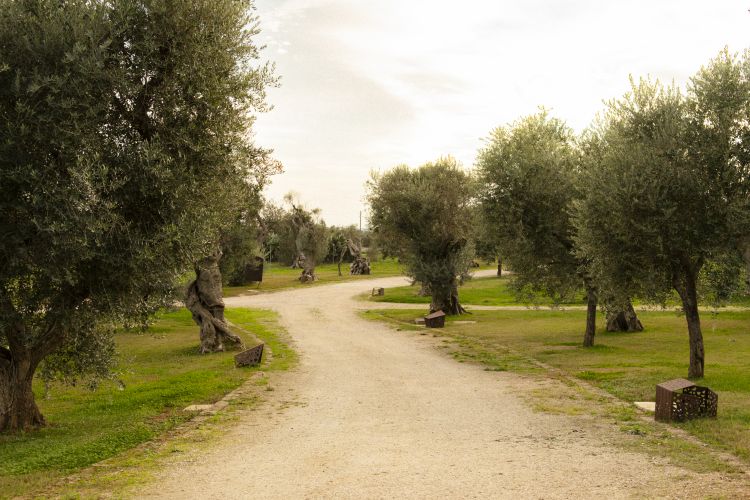 Alcuni degli ulivi di Masseria Secolario
