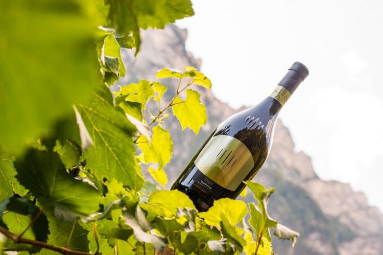 E' nato Troy, lo Chardonnay Riserva Südtirol