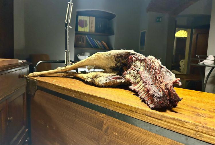 Un capriolo maturato secondo il "metodo Tilli"