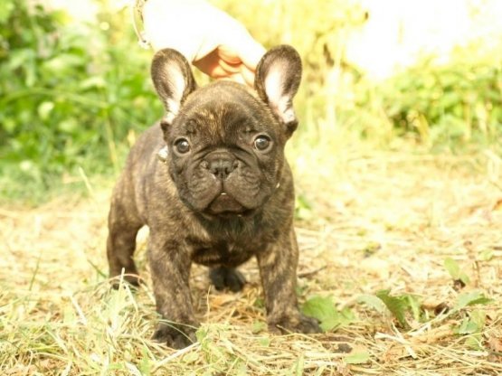 E' colpa di Elefante, il cagnolino ritratto in que
