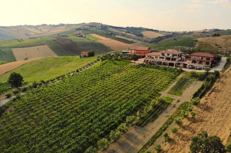 I vigneti e la cantina di Emidio Pepe