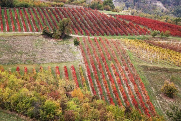 I vigneti dell'Emilia-Romagna, grande patrimon