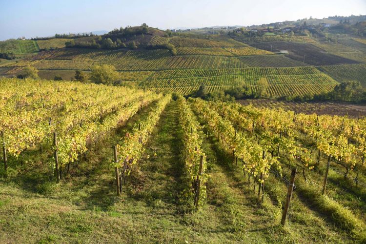 Alcuni vigneti della regione