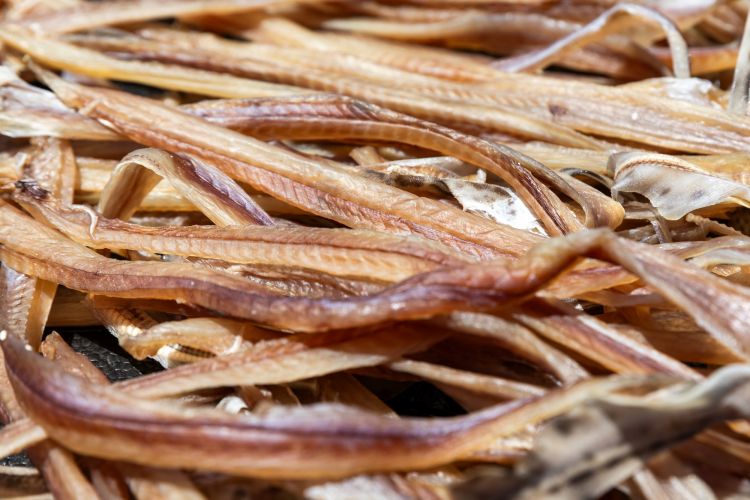 Degustazione di gattuccio (Scyliorhinus canicula), un piccolo squalo comune, alla griglia