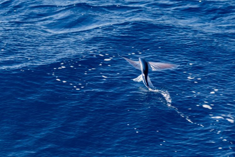 Pesce volante al largo di Tenerife
