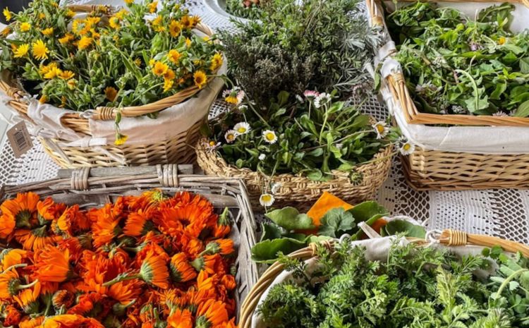 Erbe e fiori di Erba Regina a Frascati