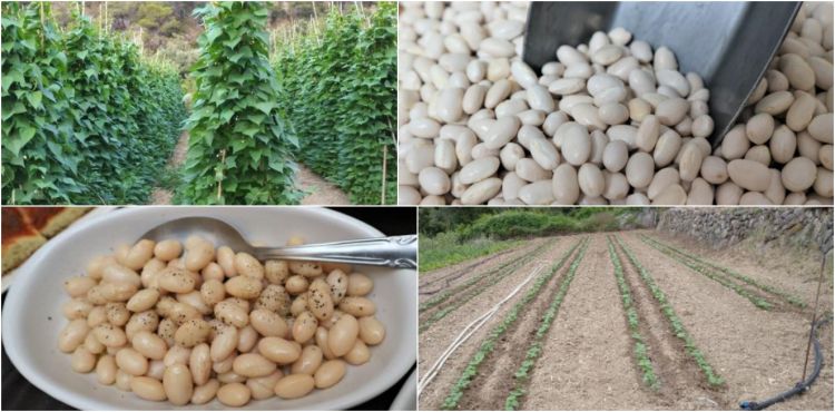 I fagioli di Villatella
