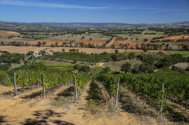 Una delle vigne di Syrah dell'azienda
