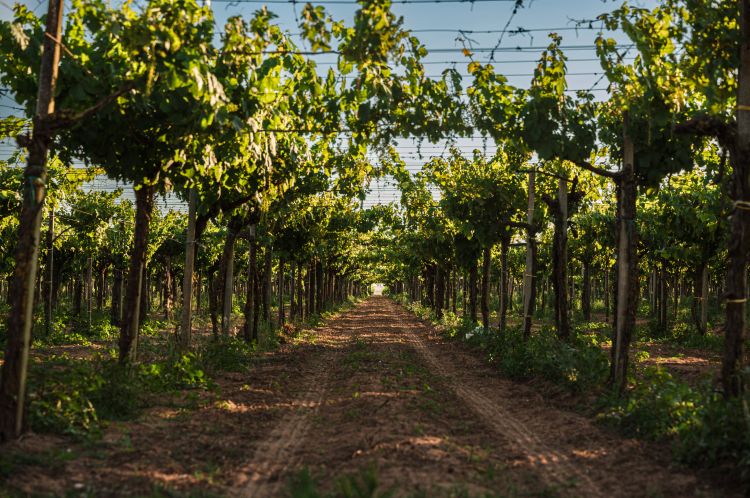 Tra le vigne di Cantina Sant'Andrea