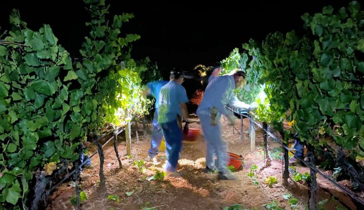Fine luglio 2024: la vendemmia notturna per contenere i problemi legati al caldo