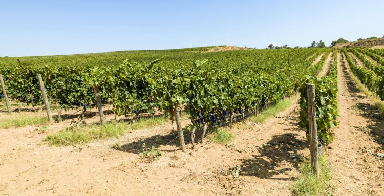 I vigneti impiantati dagli anni 2000 in poi