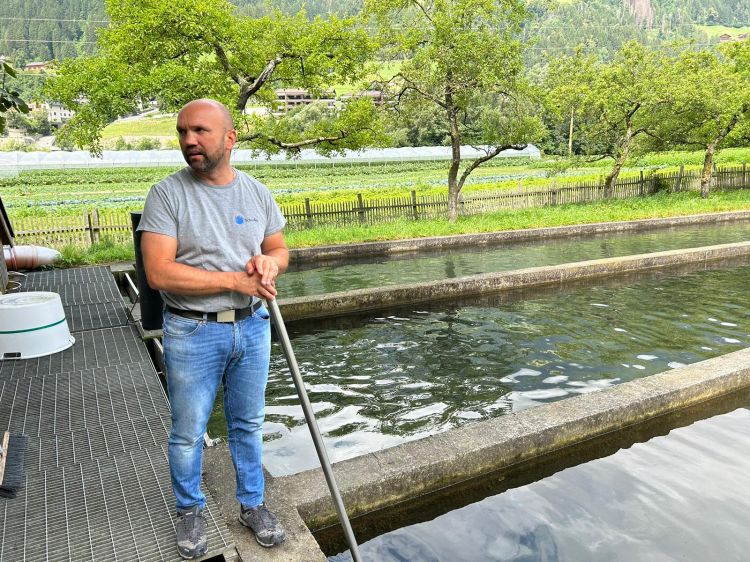 Fischzucht Schiefer : trote iridee e salmonate, di lago e di ruscello appena pescate- Foto Viani
