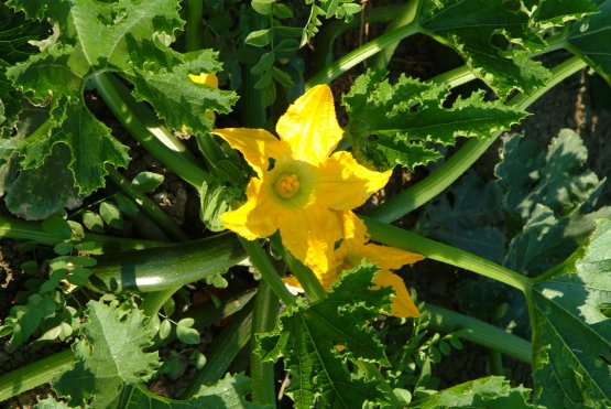 Uno splendido fiore di zucca
