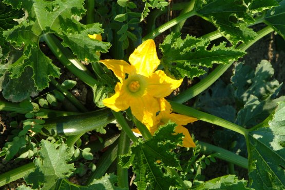 Uno splendido fiore di zucca