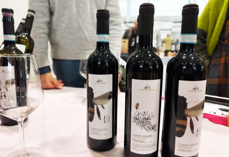 I vini di Contrada Salandra