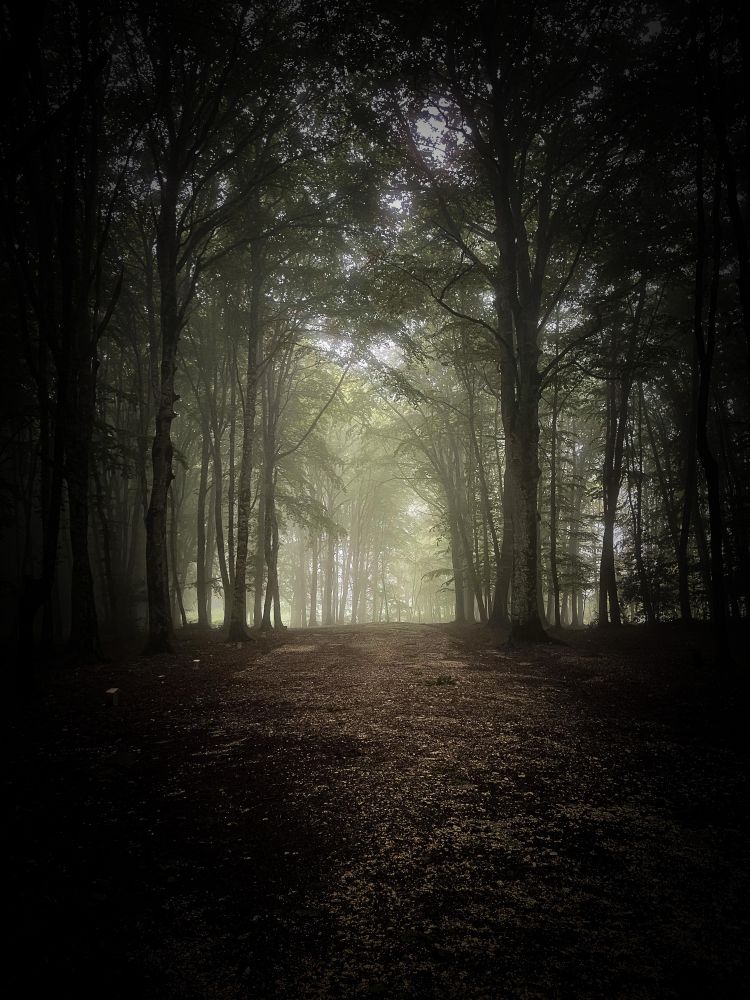 La Foresta Umbra

