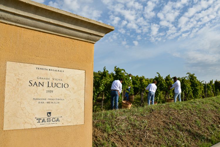 La Vigna San Lucio, dove è nato il Rosso del Conte