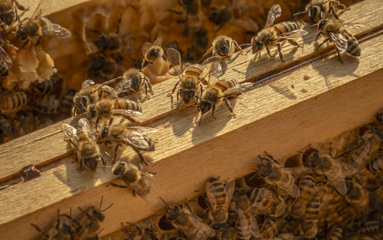 La salubrità del luogo ha permesso nel tempo di raddoppiare la presenza di api, che non vengono sfruttate per produrre miele. La loro presenza è fine alla loro stessa vita