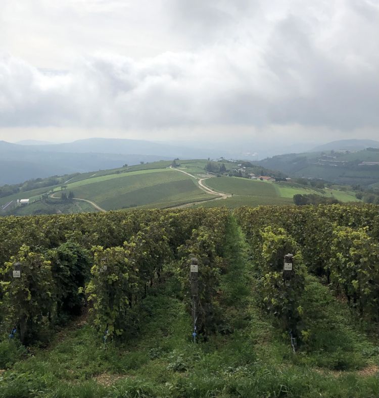 Vista dall'alto sulle nuove vigne de La Collina dei Cilieigi
