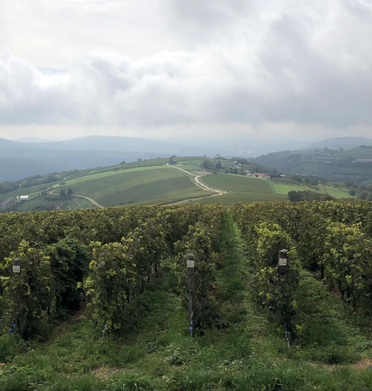 Vista dall'alto sulle nuove vigne de La Collina dei Cilieigi
