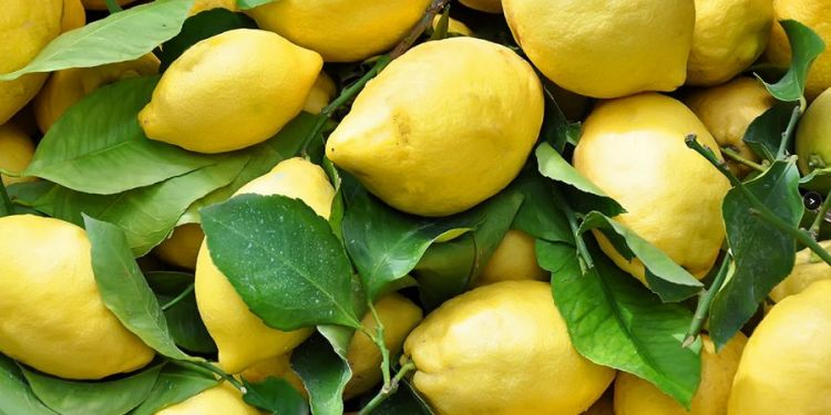 Il limone sfusato
