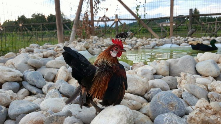 Le galline sgargianti, non sono vere, ma esemplari puramente ornamentali, un dono di Daniele Riva della Fattoria Sant’Eliseo
