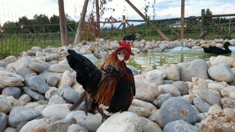 Le galline sgargianti, non sono vere, ma esemplari puramente ornamentali, un dono di Daniele Riva della Fattoria Sant’Eliseo