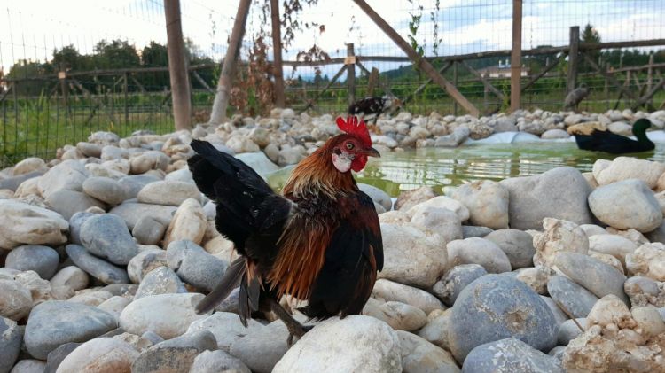 Le galline sgargianti, non sono vere, ma esemplari puramente ornamentali, un dono di Daniele Riva della Fattoria Sant’Eliseo
