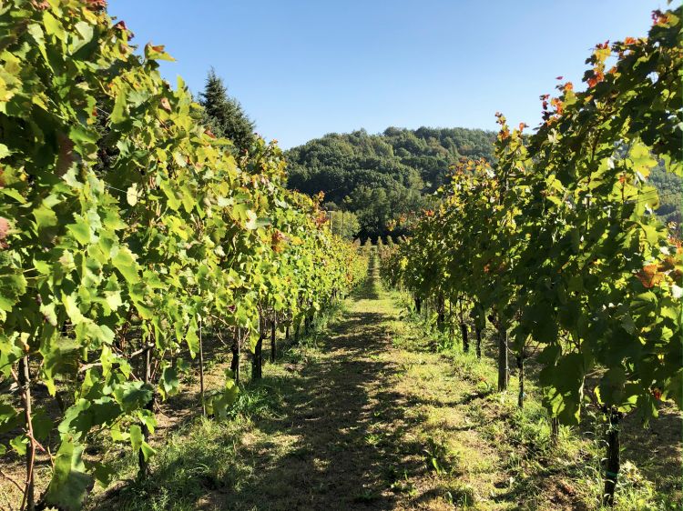 Tra le vigne di Irpinia