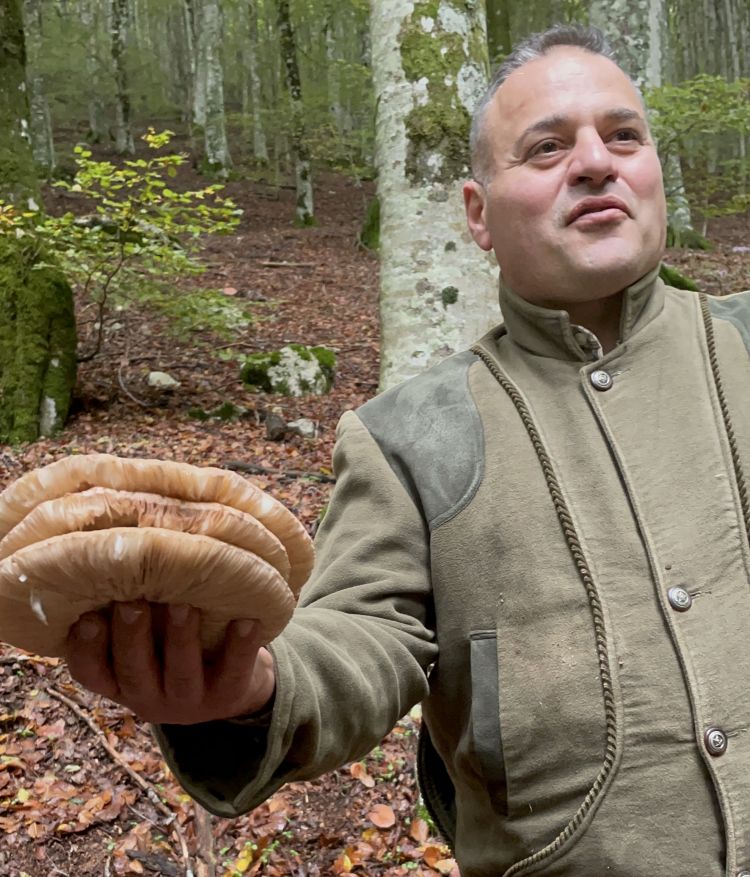 Le mazze di tamburo nei boschi di Colliano (Salerno): come preparale? Lo suggerisce la seconda generazione della famiglia Gugliucciello: cuocerle in padella assieme alle classiche fettine; il fungo assorbirà gli umori della carne e grazie alla sua consistenza, sarà facile confondere il boccone dell'uno e dell'altra