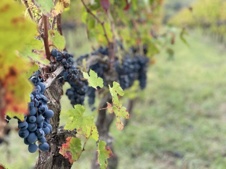 L'aglianico ormai prossimo alla vendemmia nelle vigne di Cantina Antonio Caggiano a Taurasi, in Irpinia