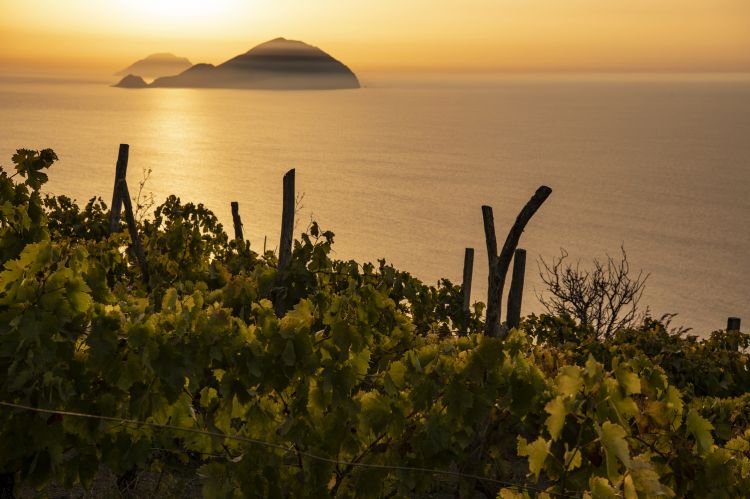 Magia pura: un tramonto e le vigne che danno dritt