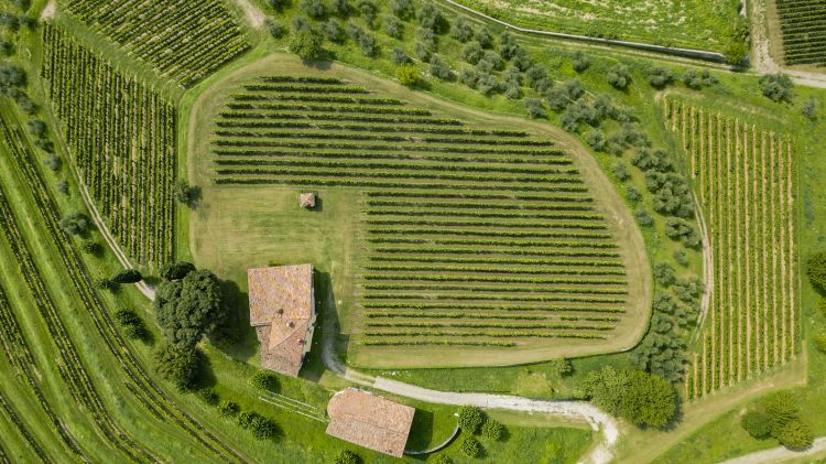 Il vigneto Castello
