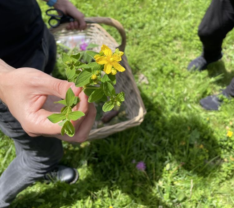 Un fiore di arnica, erba medicinale tipica delle altitudini, utilizzata da secoli per la preparazione di rimedi omeopatici e fitoterapici
