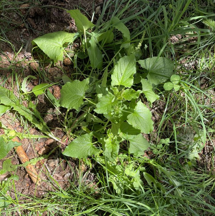 Il Buon Enrico è detto anche farinello perchè sfiorandolo rilascia una polvere sottile, molto simile alla farina; si tratta di uno spinacio selvatico
