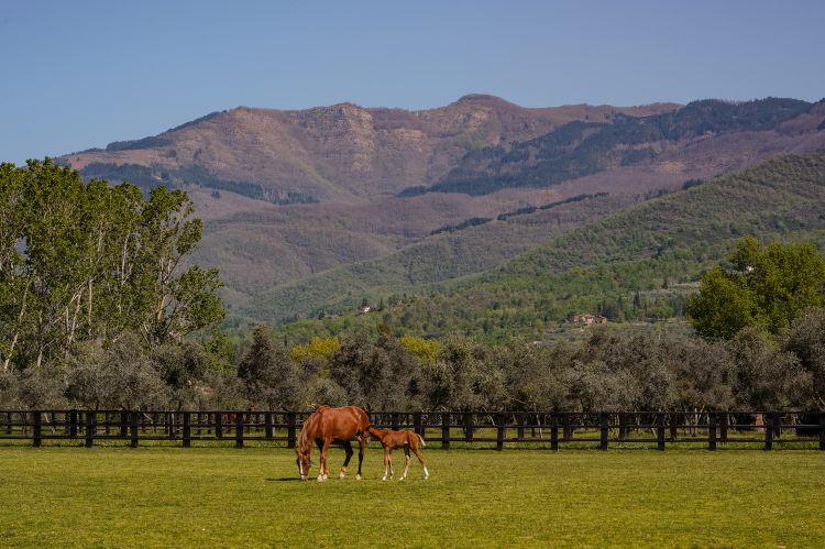 Per immergersi a pieno nella&nbsp;campagna toscana, &egrave; possibile godersi delle piacevoli passeggiate a cavallo
