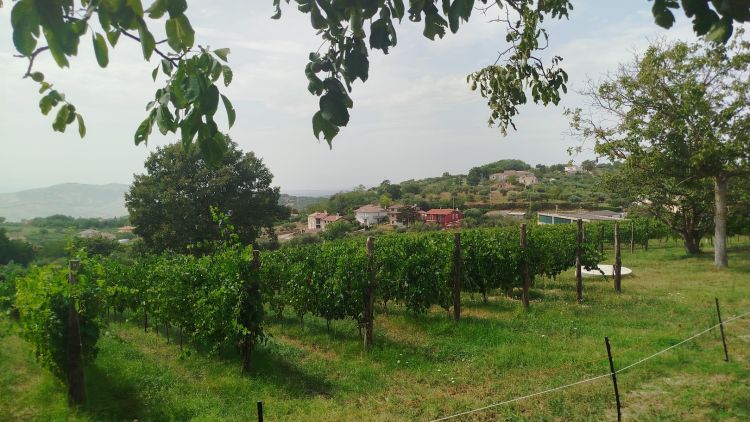 Le vigne di Casa Brecceto