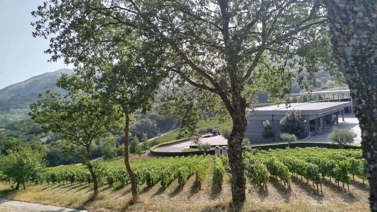 Uno scorcio della proprietà dei Feudi di San Gregorio, cantina a Sorbo Serpico (Avellino)